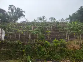 Kebun 1 Ha Pinggir Jalan Aspal