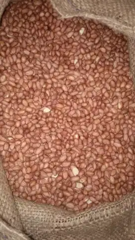 Jual kacang tanah