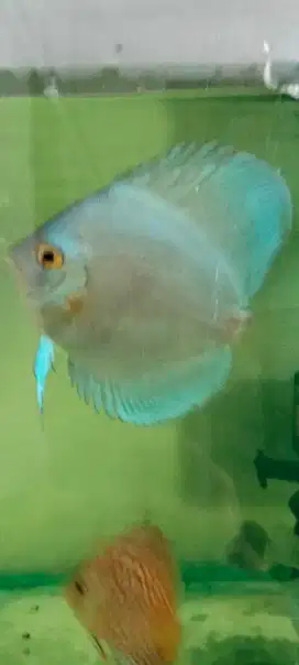 Ikan discus blue Diamond 2 - 3,5