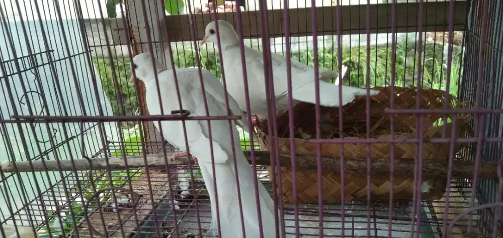 Puter Pelung Albino Mata Merah Sepasang