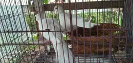 Puter Pelung Albino Mata Merah Sepasang