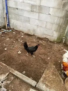 Ayam Kampung dan Entok