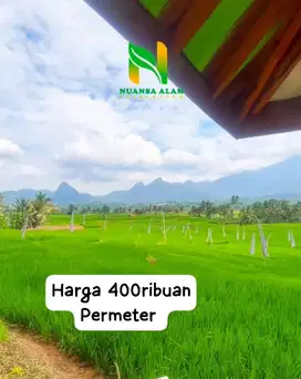 Jual cepat Tanah Kavling kebun sawah cuma 400ribuan Permeter dibogor