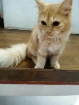 Kucing Persia medium