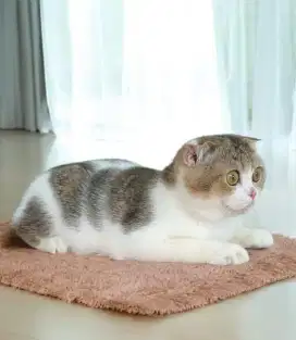 Scottish fold golden bicolor/bsh/munchkin