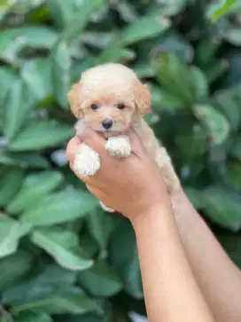 Poodle jantan tiny kecil