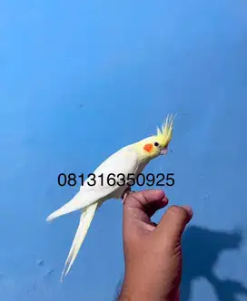 Falk Cockatiel parkit australia Jinak Total