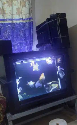 Dijual ikan plus aquriumnya