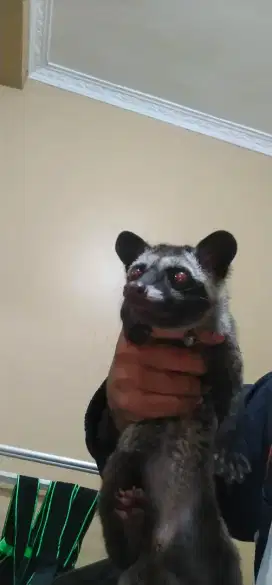 MUSANG PANDAN JINAK