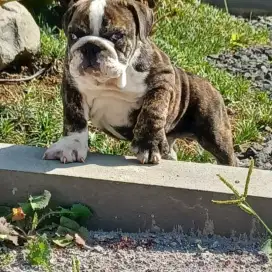 Bulldog betina puppy