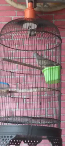 Jual burung perkutut full set sama kandangnya