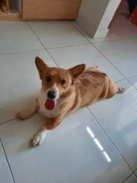 For sale corgi betina