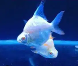 Ikan kaviat sb king