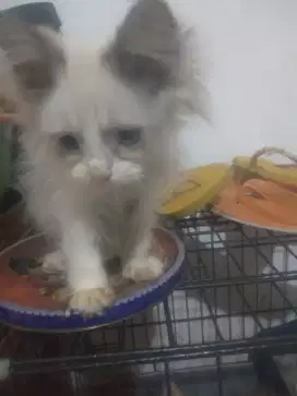 Siap adopsi Persia Himalaya jantan umur 3 bln