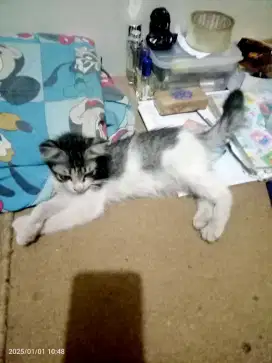 Kitten 2,5bln sehat lincah