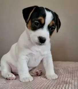 DIJUAL PUPPY ANJING JACK RUSSELL TERRIER