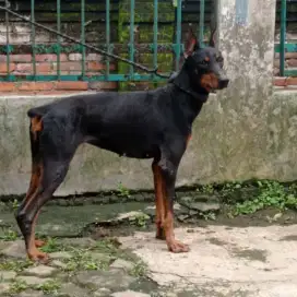 Doberman Betina 6 bln Non Stamboom