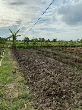 Tanah Kabupaten Bekasi Sawah Luas 120m2 Nego