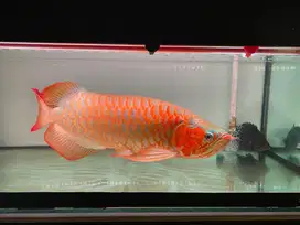 Ikan arwana super red, golden red dan silver albino