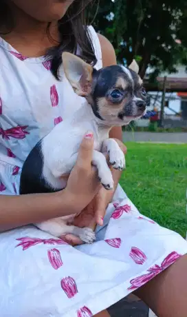 Chihuahua mini apple head