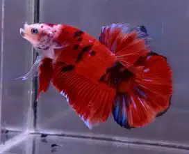 ikan cupang giant red koi