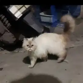 BIRAHI,. Kucing himalaya flatnose betina umur 1 tahun 8 bulan