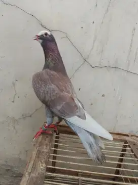 Burung merpati tinggian sepasang