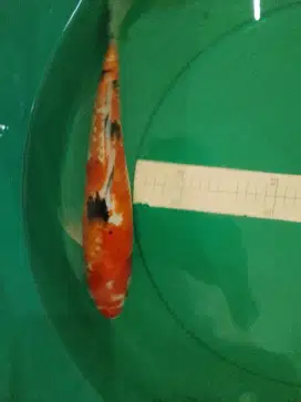 Ikan koi jenis Sanke Kanoko 36cm