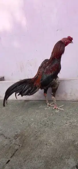 Ayam mianwali aseel ada jali win 3 x blm kalah jos pukul  saraf siap l