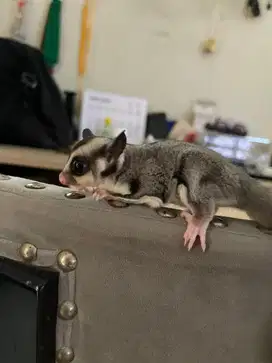 Sugar glider tupai