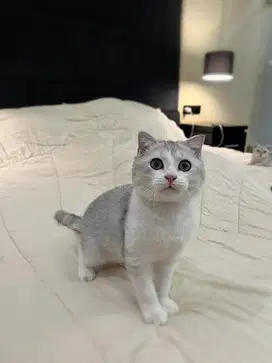 kucing scottish fold