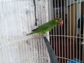 Burung masteran lovebird ijo