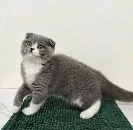 Scottish fold jantan