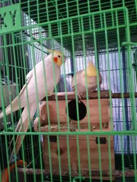 Burung parkit Australia sepasang dewasa