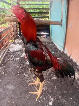 Ayam pakhoy x bangkok