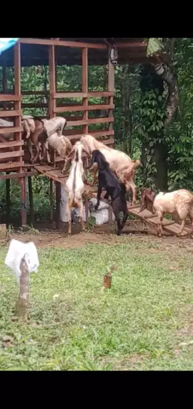 Dijual kambing sehat,gemuk lokasi karang intan Martapura