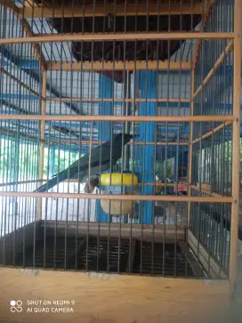 Burung Kepodang Sungu/abu