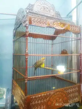 Burung cucak Rowo