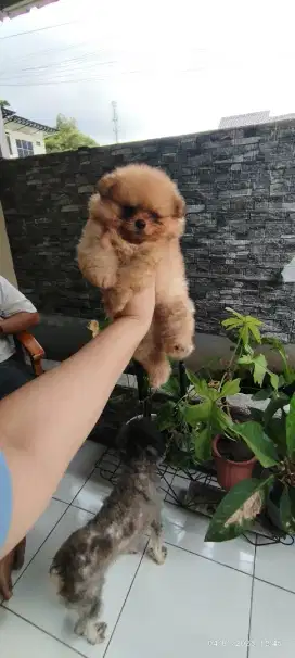 Minipom jantan lucu