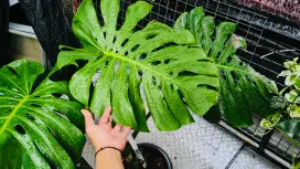 Tanaman Monstera deliciosa