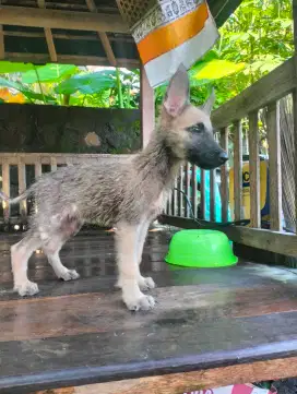 Belgian malinois umur dua bulan siap di adopsi