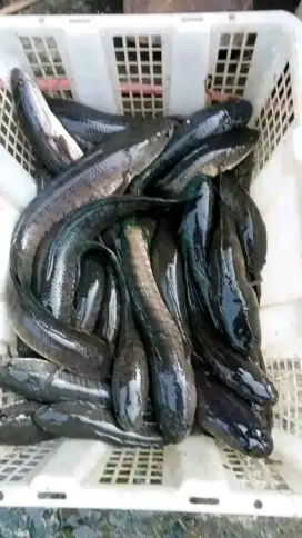 Ikan gabus hidup konsumsi