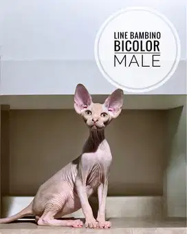 Kitten sphynx jantan bicolor (line bambino)