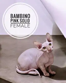 Kitten Bambino pink solid BETINA / sphynx