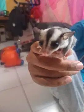 Sugar Glider - CG