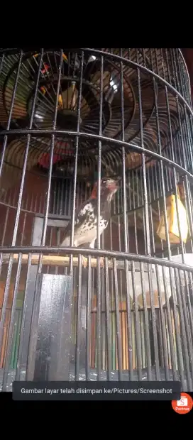 burung anis kembang