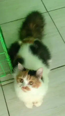 Dijual Cepat Kucing Persia Calico