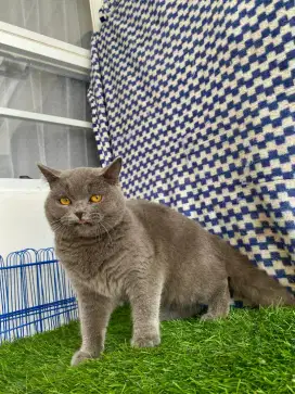 kucing kitten british shorthair jantan 100% garansi asli