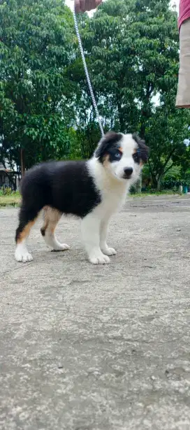 Australian Shepherd