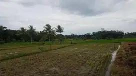 Tanah sawah Dijual di Pandeglang Banten 3000 m2